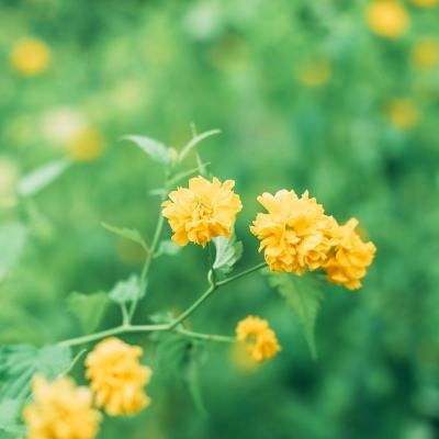 王爷不好当内购修改版下载
